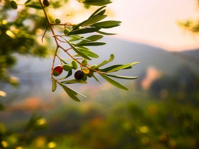 Natuur (1)