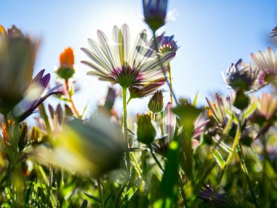Natuur (4)